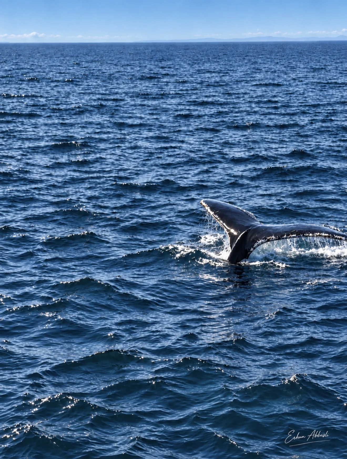 Whale tail above the water during a Bay of Fundy whale watching tour in Nova Scotia
