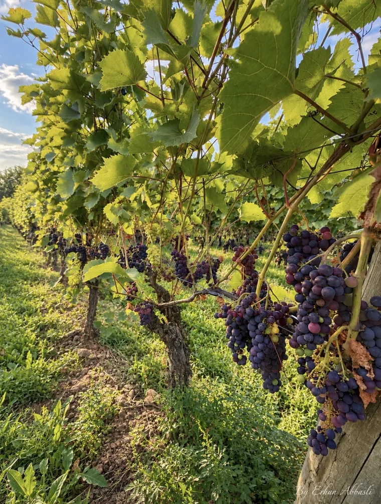 Ripe grapes on the vine at a Grand-Pré vineyard in the Annapolis Valley, Nova Scotia